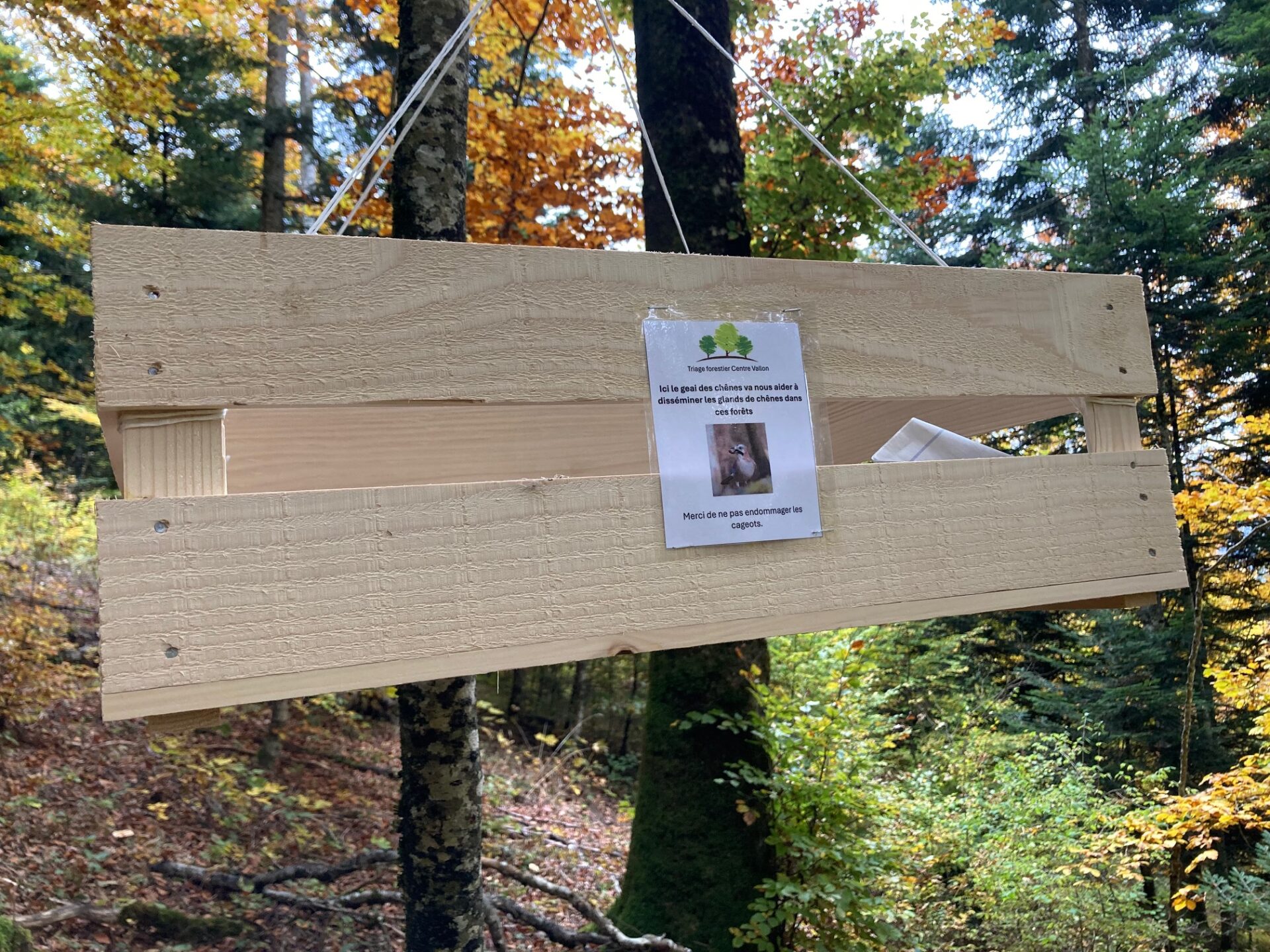 Semis assistĂ© par le geai des chĂȘnes Ă CorgĂ©mont